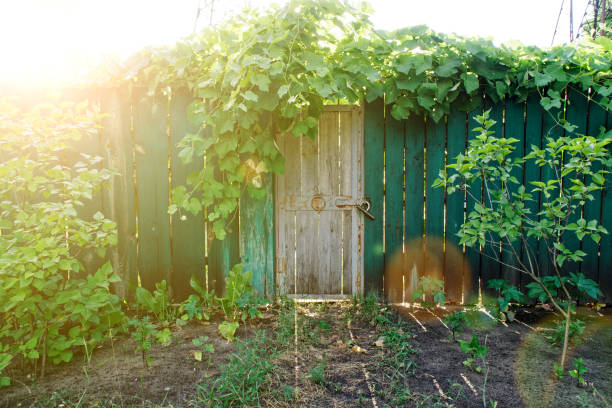Old wooden door in greenery with sun beams, sun break and shadows. Green wooden fence Old wooden door in greenery with sun beams, sun break and shadows. Green wooden fence. elefant stock pictures, royalty-free photos & images