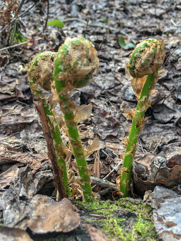 A group of three young ostrich fern fiddleheads sprouting in a Canadian forest.  This wild foraged food is a fresh healthy gourmet vegetable.