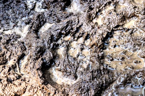 istock Bear Footprint in the mud 1170744405