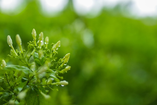 Extreme close-up of Ribwort Plantain in forest with shallow depth of field.