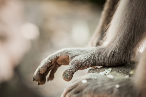 Evolueren Krijgsgevangene diefstal Monkey Close Up Photo Of Monkeys Hands And Legs Stock Photo - Download  Image Now - Gorilla, Chimpanzee, Footprint - iStock