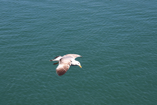 Solitary seagull soaring over surface of water