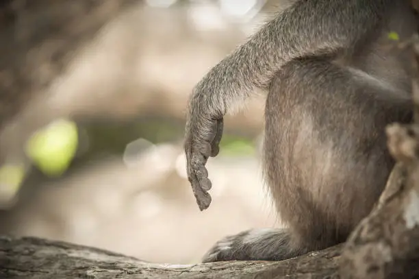 Photo of Monkey. Close up photo of monkey's hands and legs