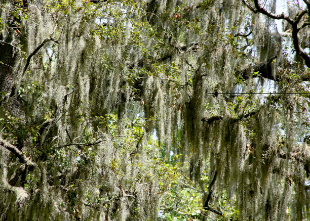 istock Spanish moss on trees in a Georgia forest 1170746152