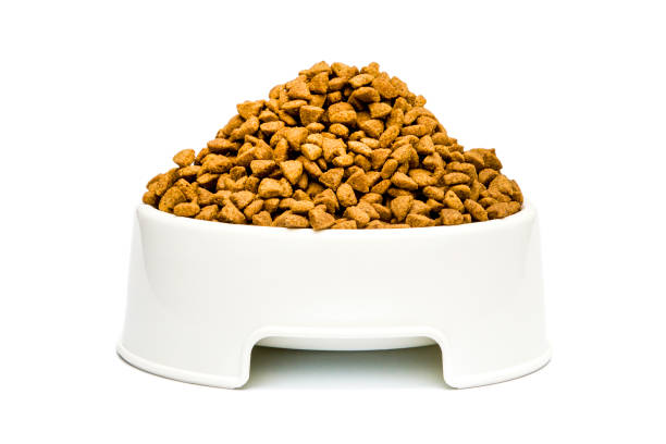istock Cat and dog food isolated on white 1170746308