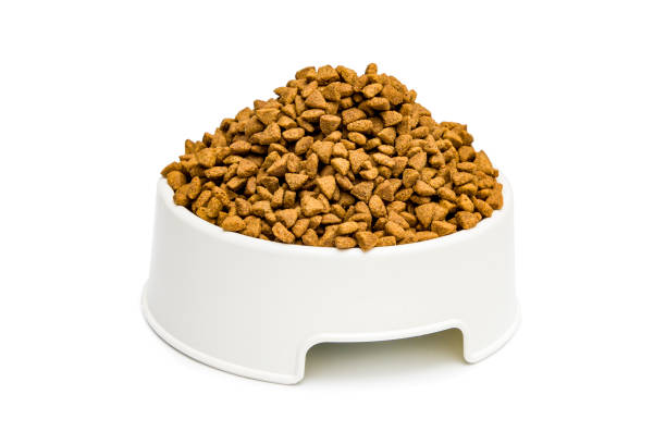 istock Cat and dog food isolated on white 1170746319