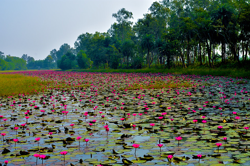 A lake fill with pink water lilies (Nymphaea rubra ) this kind of flower also called shaluk or shapla in India.