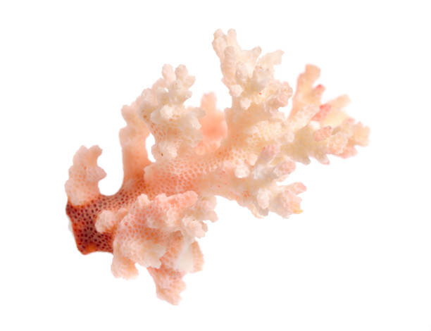 istock Piece of pink Coral isolated on white background 1170751085