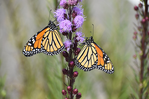 2 monarch butterflies in profile on purple flowers, summer\nOsceola, Wisconsin  USA