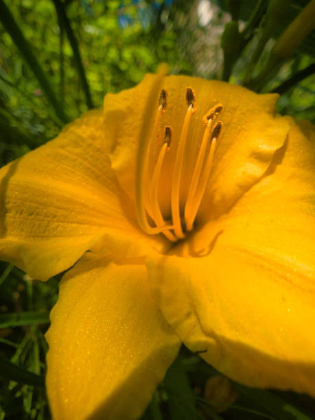 istock Yellow flower of Toscane 1170752324