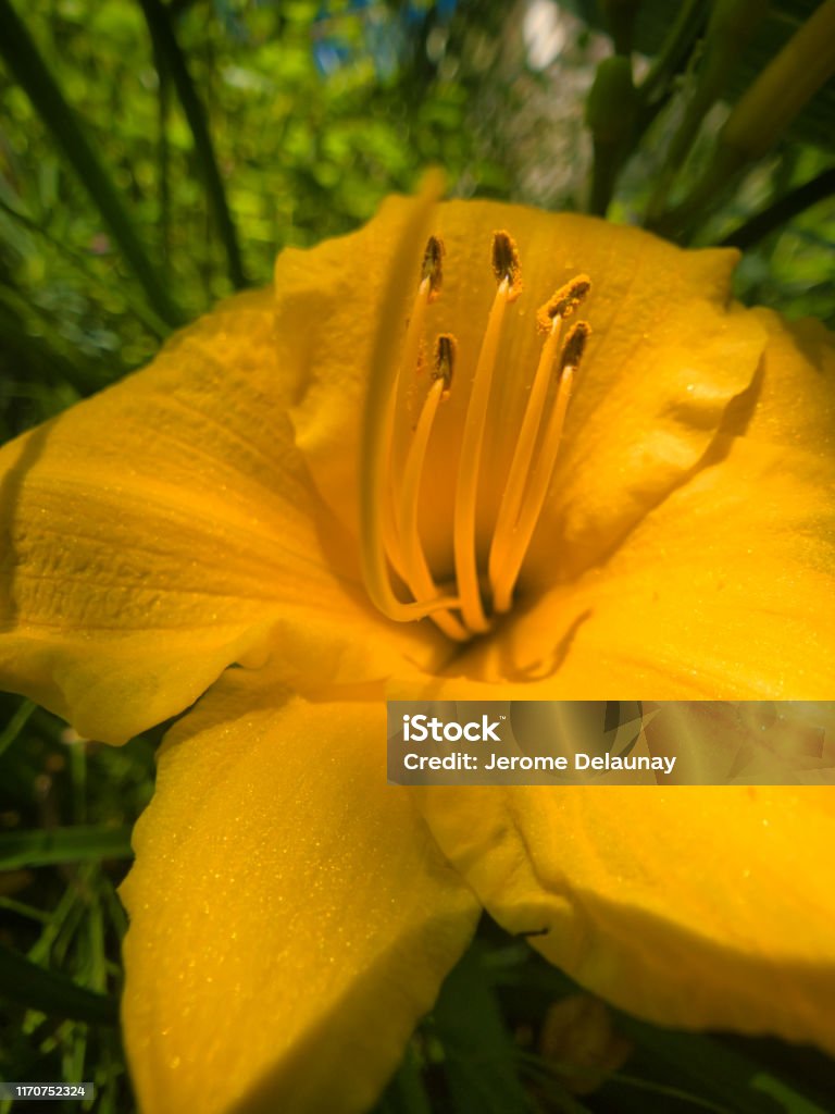 Yellow flower of Toscane Animal Wildlife Stock Photo