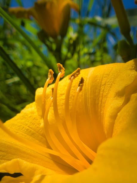 istock Yellow flower of Toscane 1170752325