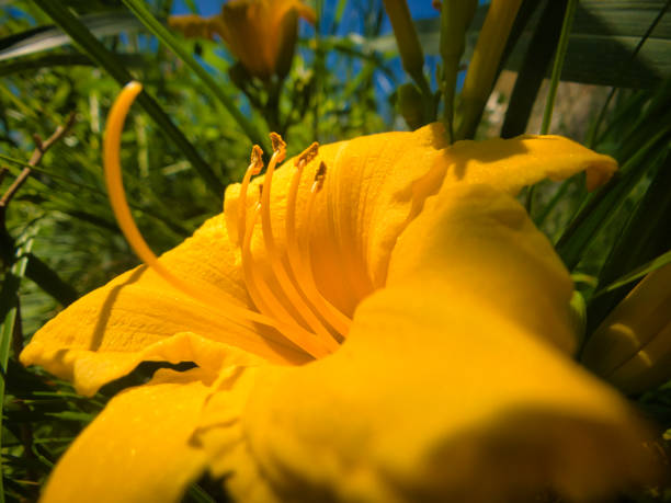 Yellow flower of Toscane