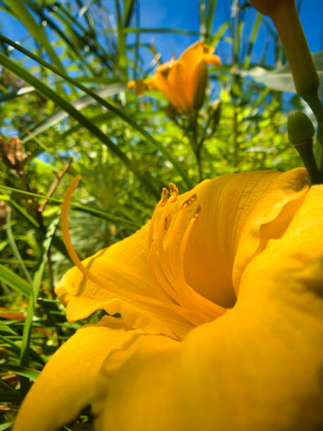 istock Yellow flower of Toscane 1170752334