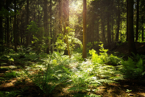 istock Sunbeam breaks through dense coniferous forest with ferns and green undergrowth thicket, mystical sun forest healthy, natural 1170752335