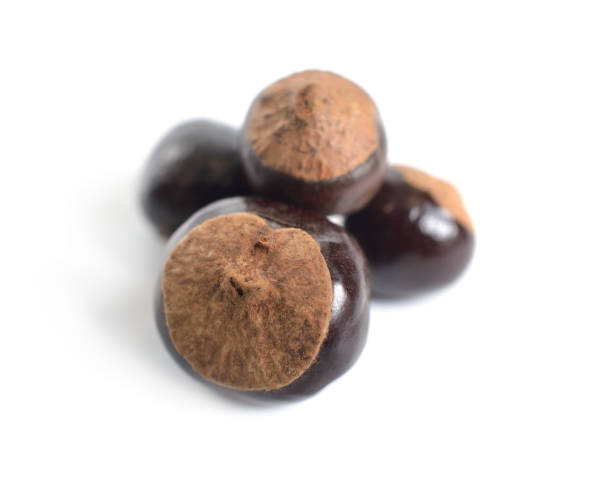 istock Guarana seed Paullinia cupana. Isolated on white background 1170752455