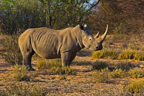 istock Side view of large White Rhino 1170753004