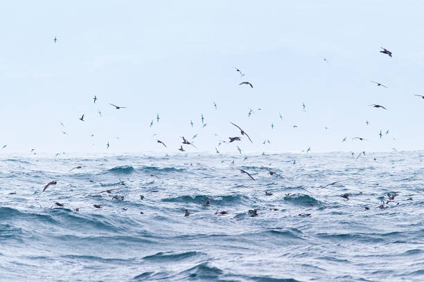 istock Flock of Pink-footed Shearwater over ocean 1170753029
