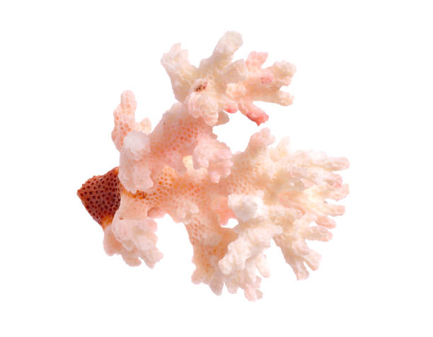 pezzo di corallo rosa isolato su sfondo bianco. completo dipartimento di campo - inhabit foto e immagini stock