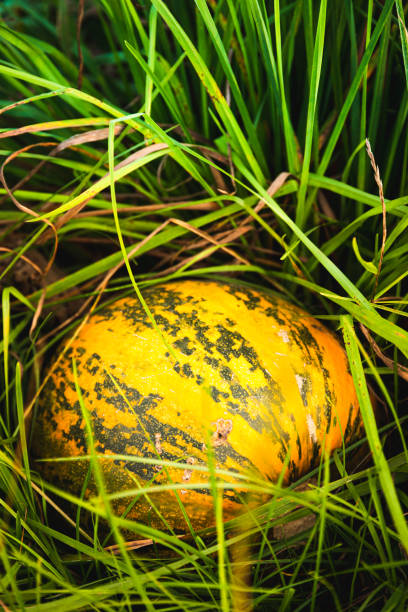 istock Orange pumpkin sitting in field in grass 1170753577