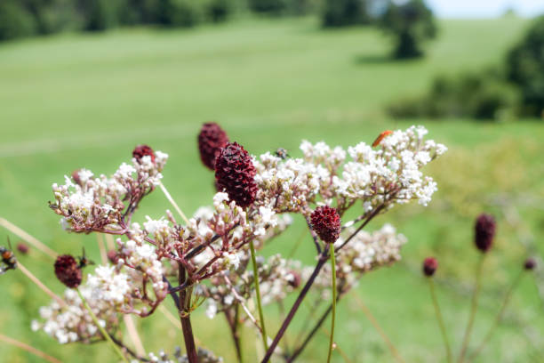 Great burnet (Sanguisorba officinalis) and Burnet-saxifrage (Pimpinella saxifraga) with field in background. Two field flowers together. pimpinella saxifraga stock pictures, royalty-free photos & images