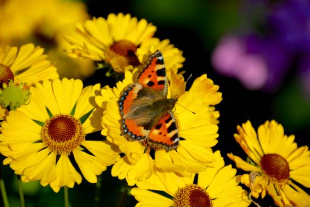 istock Butterfly urticaria on a yellow flower 1170755625