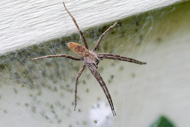 istock A female nursery web spider guarding her recently hatched brood. 1170755920