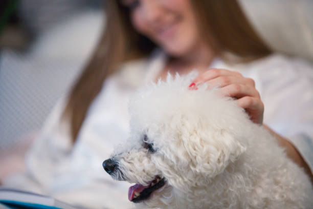 istock Dog getting pet while relaxing with his owner 1170757991