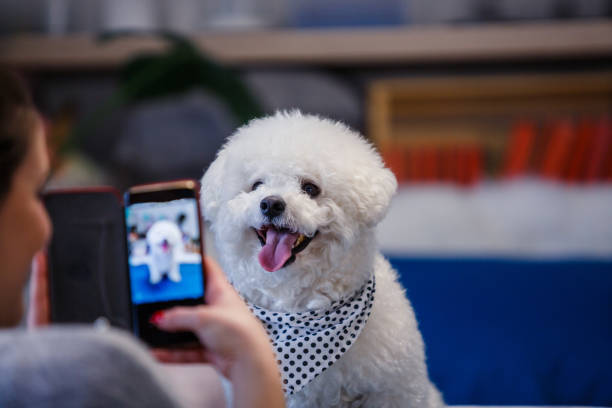 istock Adorable puppy posing for the camera 1170758086