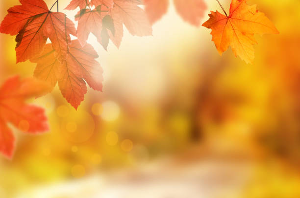 istock Falling yellow leaves and grass bokeh background with sun beams. 1170758136
