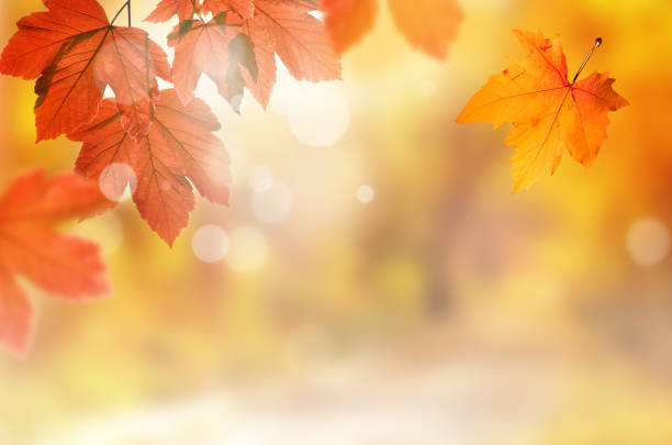 istock Falling yellow leaves and grass bokeh background with sun beams. 1170758145