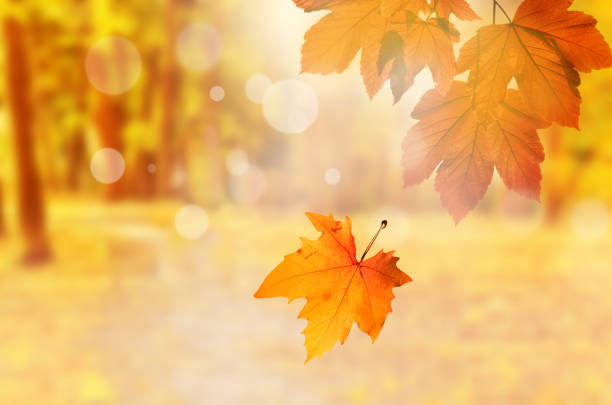 istock Falling yellow leaves and grass bokeh background with sun beams. 1170758150