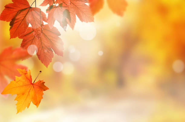istock Falling yellow leaves and grass bokeh background with sun beams. 1170758165