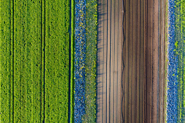 istock Agricultural Fields, Aerial View 1170758460