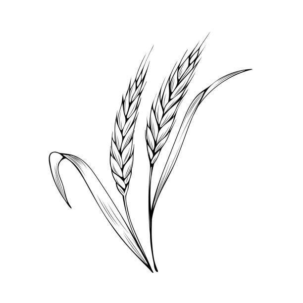 Wheat spikelet coloring book vector illustration vector art illustration