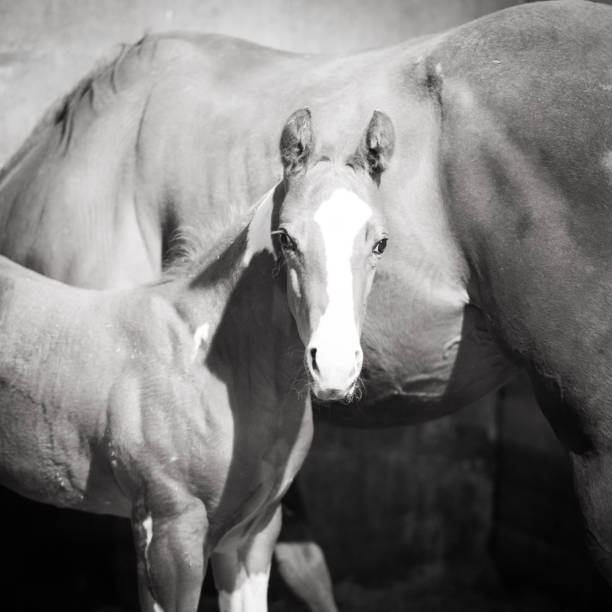 Pony with Mare