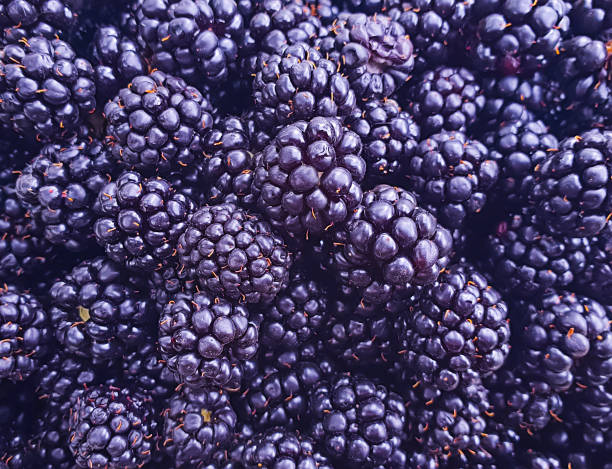 istock ripe blackberry organic background 1170760572