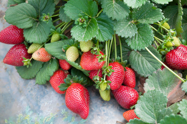 istock Strawberry is ready for harvest 1170760719