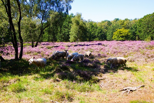 View on herd of sheep grazing in shade of trees in glade of dutch forest  heathland with purple blooming heather erica plants (Ericaceae). - Venlo, Netherlands, Groote Heide