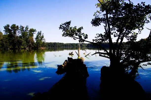 View over black silhouette of tree trunks and branches on blue isolated idyllic german lake with green forest background