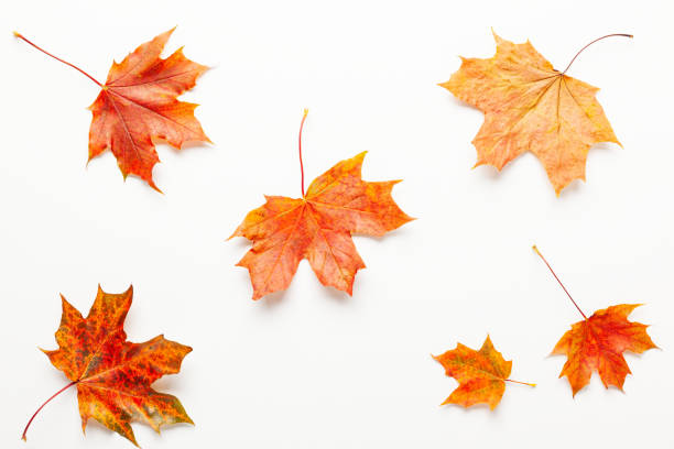 istock Autumn composition with maple leaves on white background. 1170760860