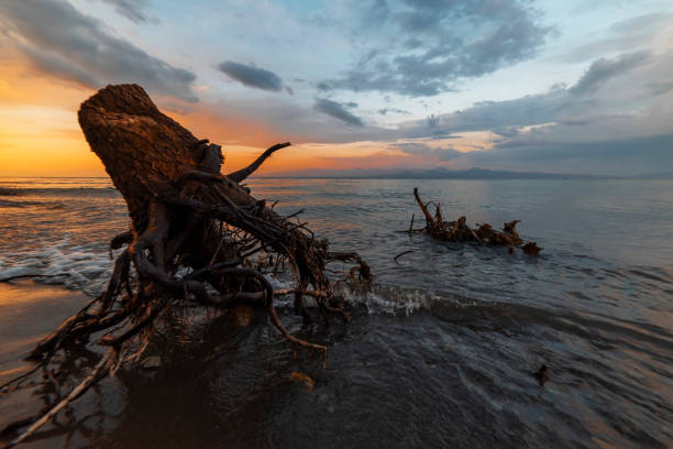 Black and White images of driftwood along the beach