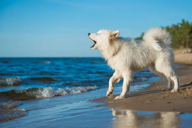 White dog Samoyed puppy walks near the water on the shore of the Baltic Sea