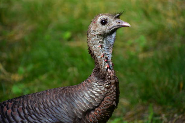 istock Hen turkey portrait 1170762249