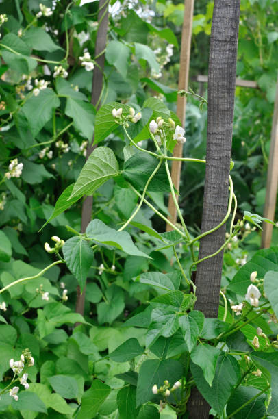 istock close-up of blooming bean 1170762302