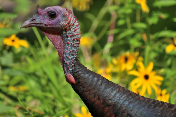 Turkey against black-eyed Susans, facing left