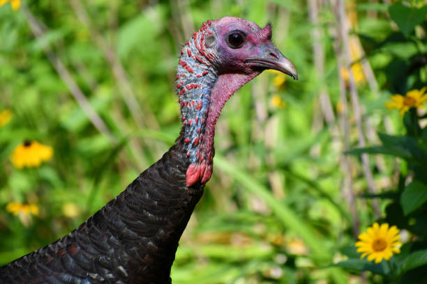 istock Turkey against black-eyed Susans, facing right 1170762949