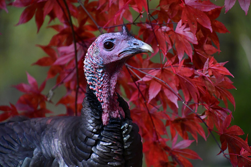 Male wild turkey in front of Japanese maple foliage