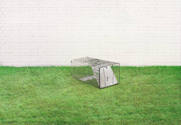 animal live catch trap in a garden