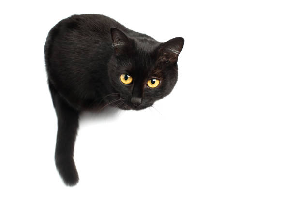 Free Stock Photo of Black Cat With Yellow Eyes Sitting on a Ledge ...